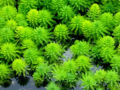 Sediment-free Myriophyllum Spicatum Toxicity Test